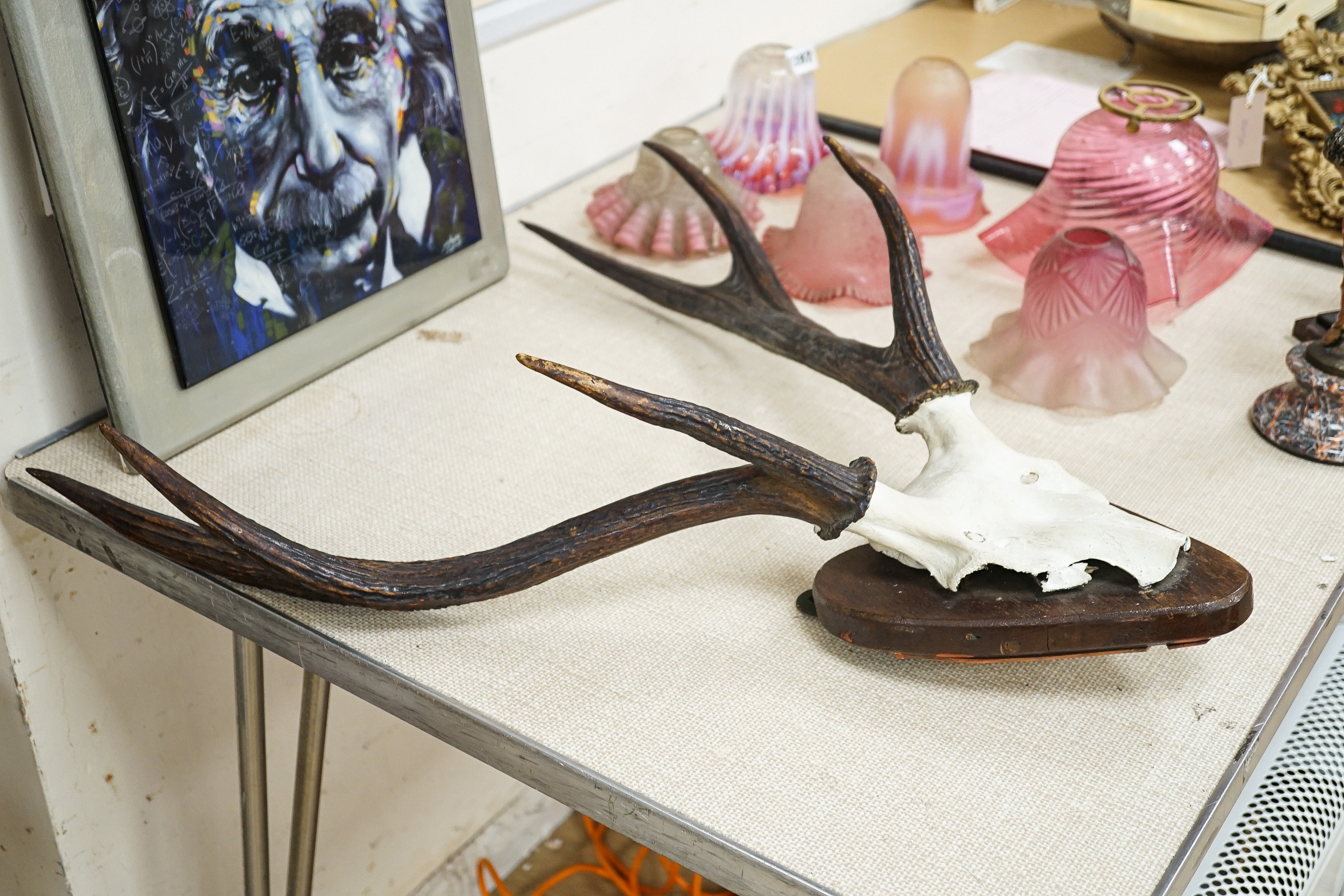 A six point wall-hanging stag antler cap